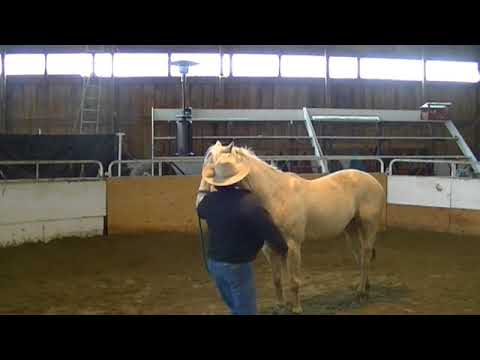 Head Shy - Hard to handle ears...