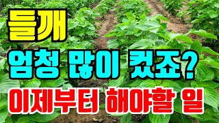 들깨 엄청 자랐지요?지금부터 해야할일 크기에따라 달라요