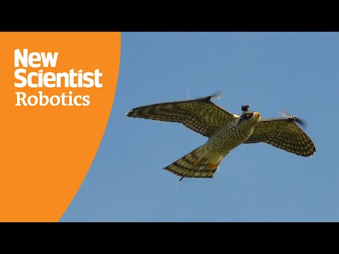 Flying robotic falcon scares away flocks of birds