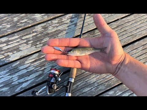 How to Catch early-season Snappers! 7/13/23