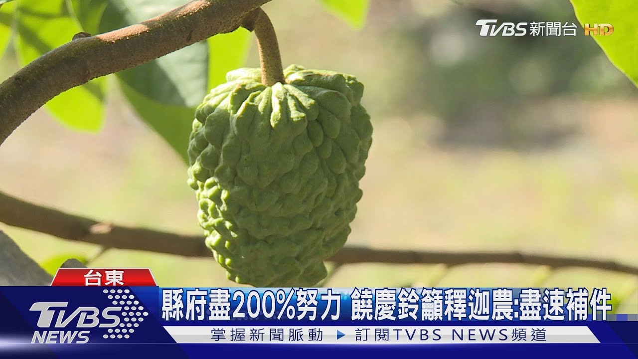 台東鳳梨釋迦外銷大陸　「產銷履歷」成關鍵