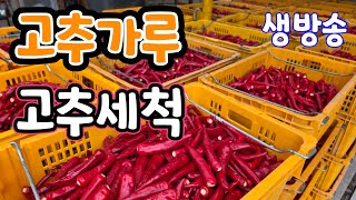 고추가루 예약! 고추 세척기  실시간 생방송