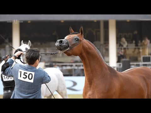 🇦🇪 DUBAI STUD - Achievements, 2022 PSAIAHF