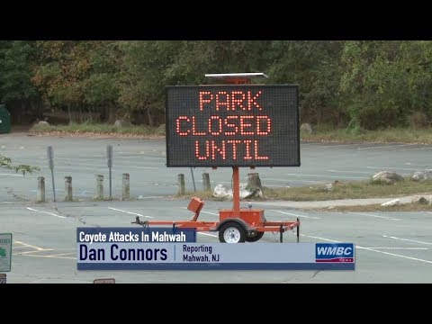 NJ Mahwah Coyote Attacks
