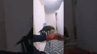 Download lagu Melatih elang bk mengenal tuannya... mp3