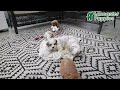 Cavapoo dogs for sale: Cinnamon - Video 1