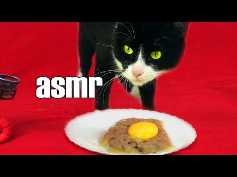 Felix cat eating wet food KITIKET with an egg yolk