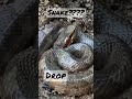 Can You Identify This Snake?? #snake #oklahoma #viper