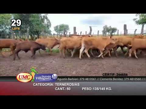 Lote 50 Terneros/as en Virasoro, Corrientes
