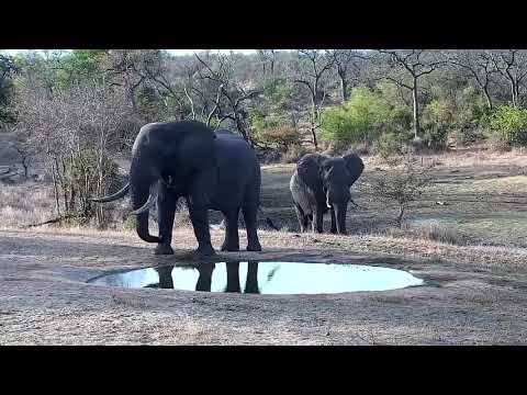 Djuma: Two Elephant bulls along with teen drink at the pan - 16:34 - 09/18/21
