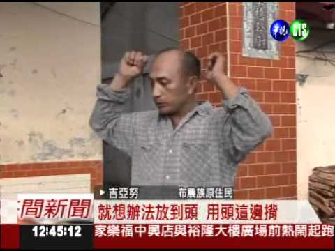 60kg超大虎蜂窩 暗藏1.2萬虎頭蜂