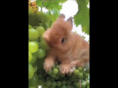 cute rabbit eating grapes 🍇🍇🐇 #rabbit #short #shorts