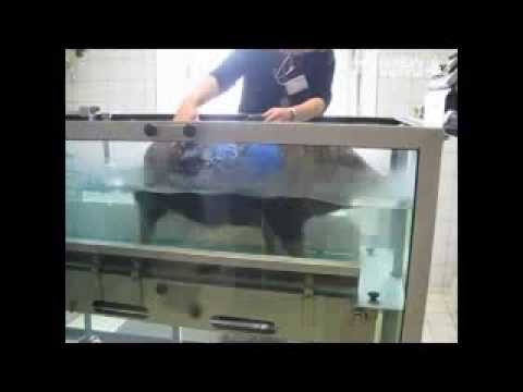 Vetmeduni Vienna: Minipig Moritz am Unterwasserlaufband