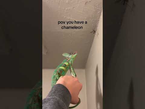 POV you have a chameleon #funny #chameleon #fyp