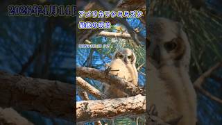 【4K HDR】アメリカワシミミズク成長記録 最後の幼鳥 Great Horned Owl　2026/04/14 夕方 #losangeles  #ミミズク  #greathornedowl