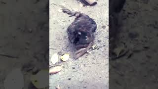 Download lagu Kawin silang ayam vs bebek mp3