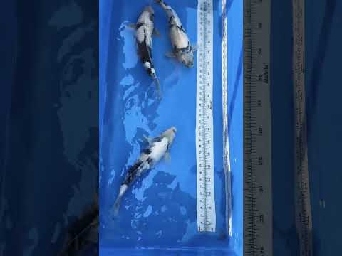 Omosako shiro utsuri