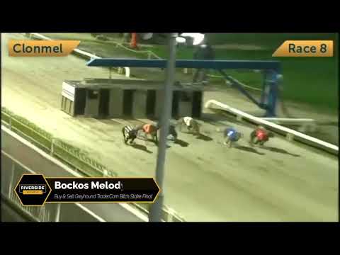 Bockos Melody - Buy & Sell Greyhound Trader Com Bitch Stake Final