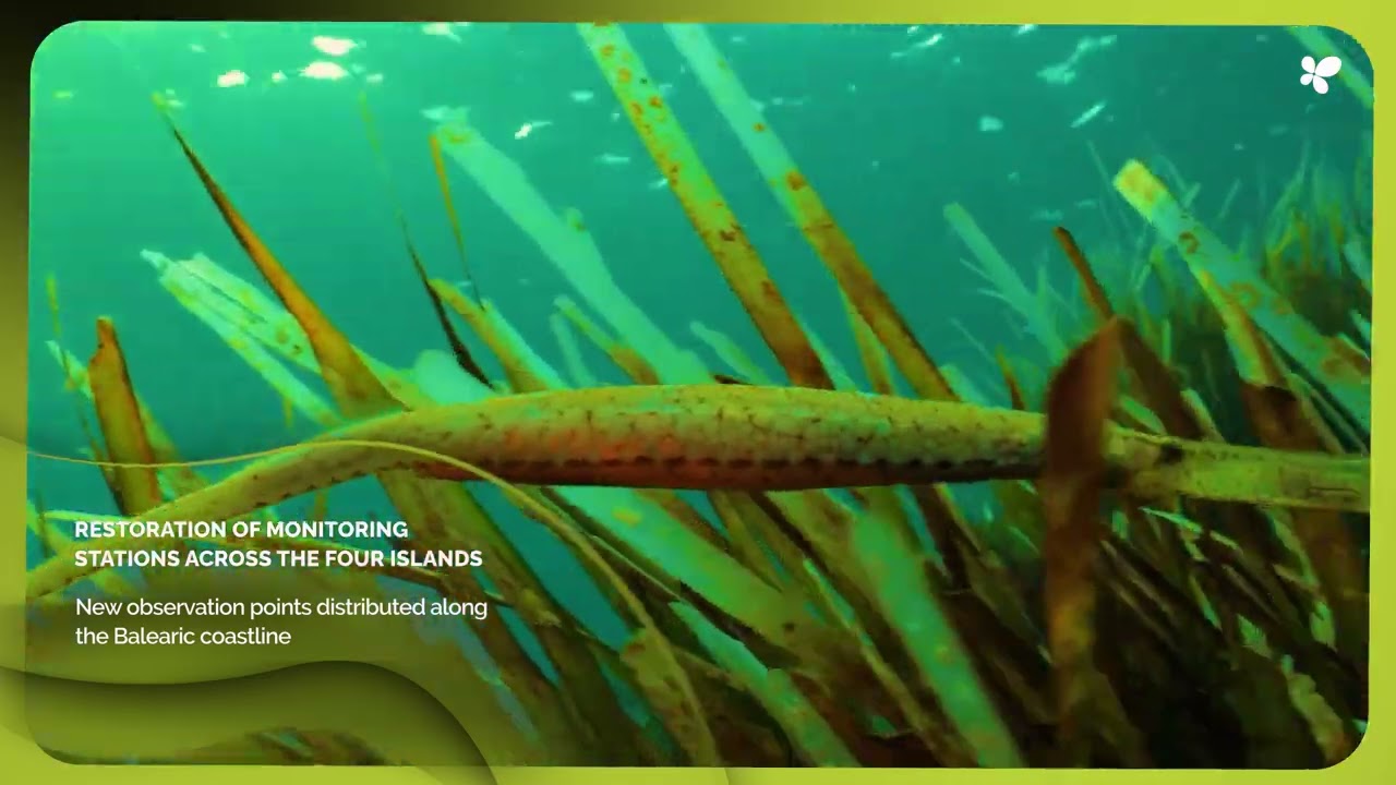Balearic Islands Relaunches its Posidonia Monitoring Network