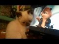 котенок смотрит кино "Элвин и бурундуки" 