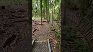 biggest bloodwood tree in Southern Hemisphere