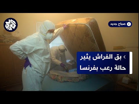 حشرة بق الفراش في فرنسا