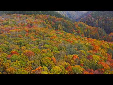 笹ヶ峰の紅葉　Sasagamine Autumn 2018