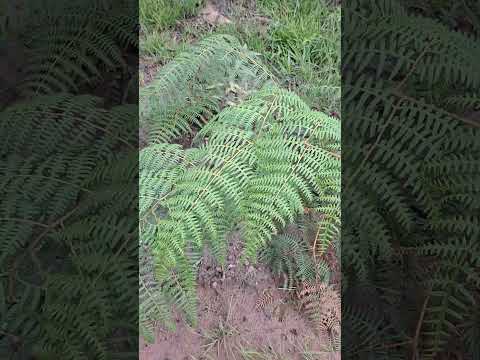cobra na estrada em ibicoara , diamantina BA