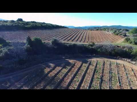 Un hiver dans nos vignes