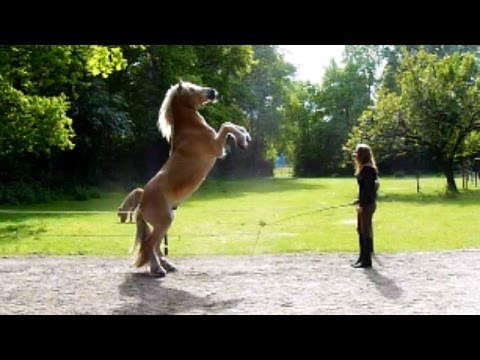 YouTube video about: How to train your horse to rear?