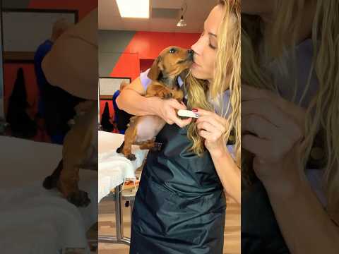 Un cachorro 🤩 #peluqueríacanina #dog #cute #cachorro #cutedog #adorabledog #puppy