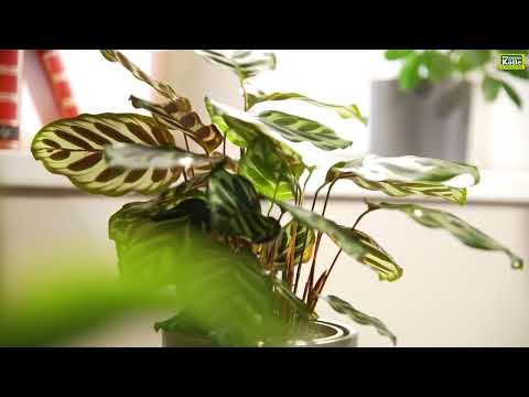 Korbmarante im Portrait | Pflanzen-Kölle