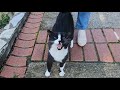 Tuxedo Cat Is So Cute And Loving But Incredibly Jealous