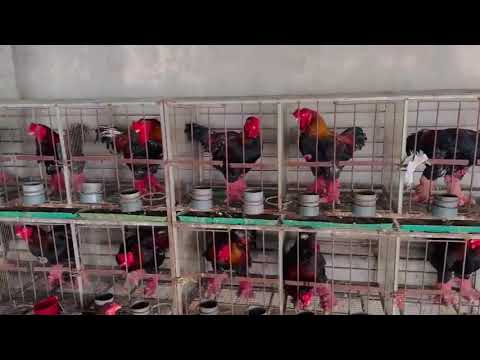 Gà Biếu Tại Trại GÀ Đông Tảo Q12 - HCM