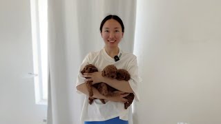 15 red toy puppies will go to new home soon| 泰迪宝宝们的毕业季，去新家的前一天
