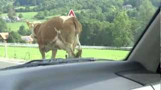 preview picture of video 'Kuh hängt fest. Der ganz normale Wahnsinn im Straßenverkehr auf dem Land'