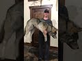 Wolf Soft Mount/ Taxidermy