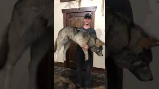 Wolf Soft Mount/ Taxidermy