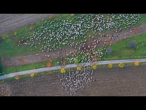 geometrie di pecore #drone #stefanomorandini #dji