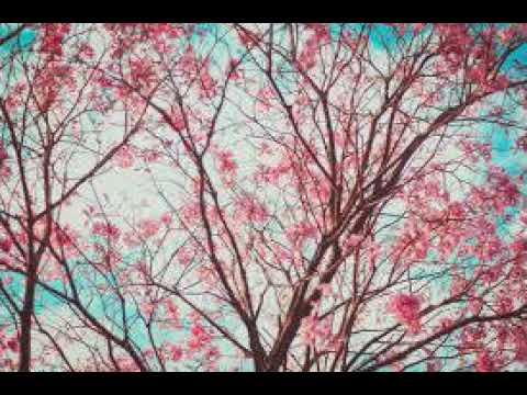 korou. - a friend in you. (korou. x powfu)