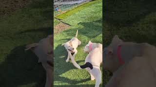Video preview image #1 American Pit Bull Terrier-Catahoula Leopard Dog Mix Puppy For Sale in Calhoun, GA, USA
