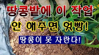 [텃밭농부 1,566]  땅콩밭에 이 작업 안 해주면 헛방. 땅콩이 못자란다. #땅콩재배