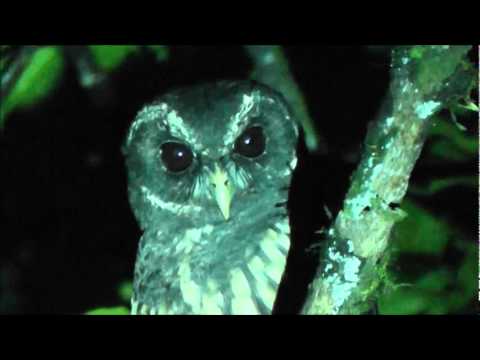 Mottled Owl — Strix virgata — hlas a video