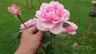 寒川神社と花菜ガーデン　神奈川県立花と緑のふれあいセンター　薔薇の轍
