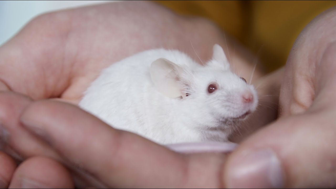 Как мыши помогают людям в исследованиях?