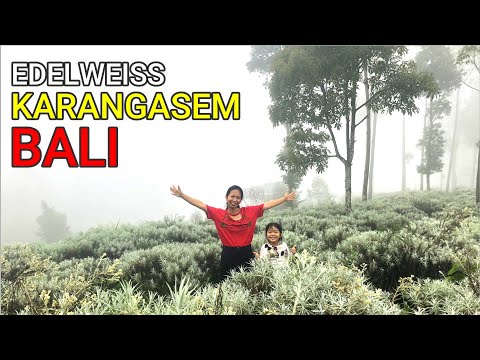 Edelweiss video