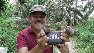 Download lagu Suara pikat andalan jaya channel (prenjak kepala merah). mp3 Download lagu Suara pikat andalan jaya channel (prenjak kepala merah). mp3