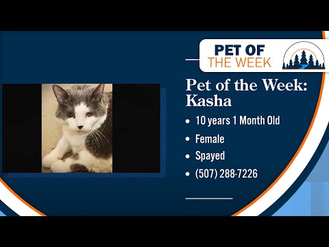 Pet of the Week - Kasha