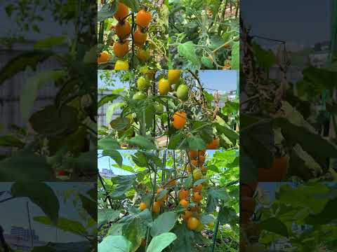 果樹の根元にある野菜は何ですか？豊かな収穫のための適切な組み合わせ  庭園