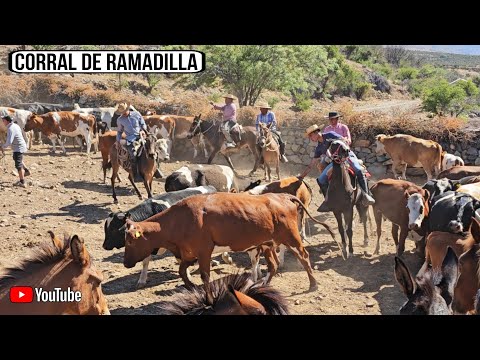 Putaendo Arrieros Capítulo Final ultimo día Arreando rodeando el ganado como fue toda este Rodeo